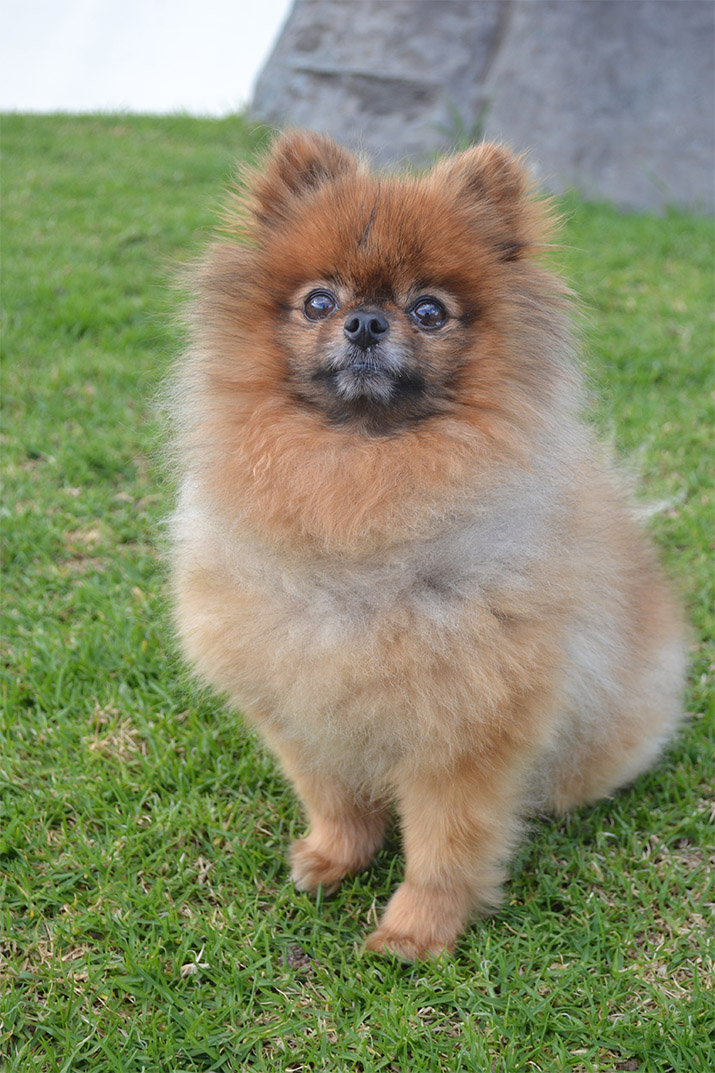 A modern mattress for Goochie