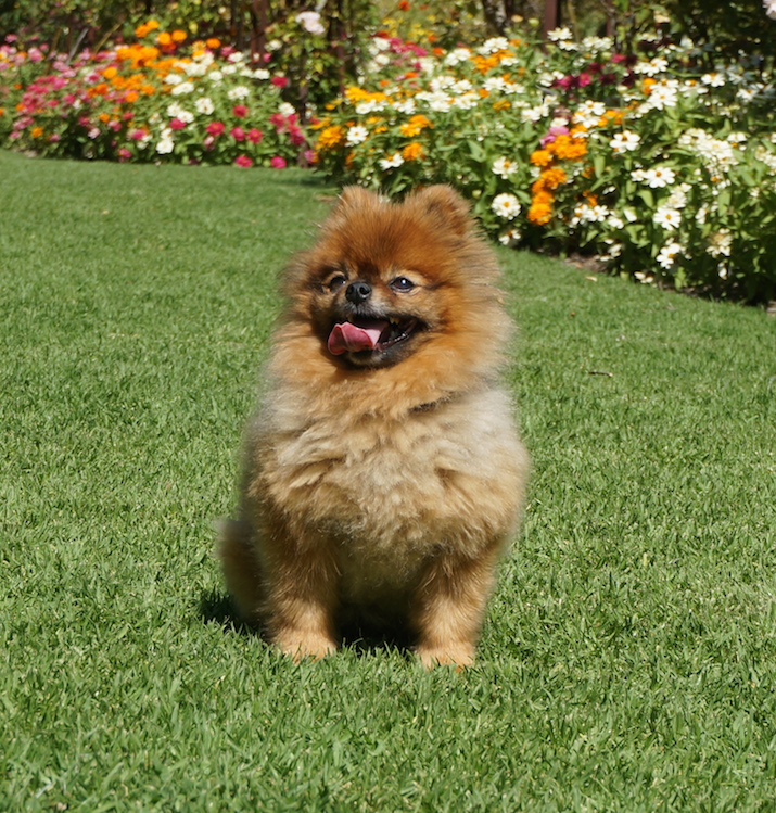 A Pomeranian’s Temperament