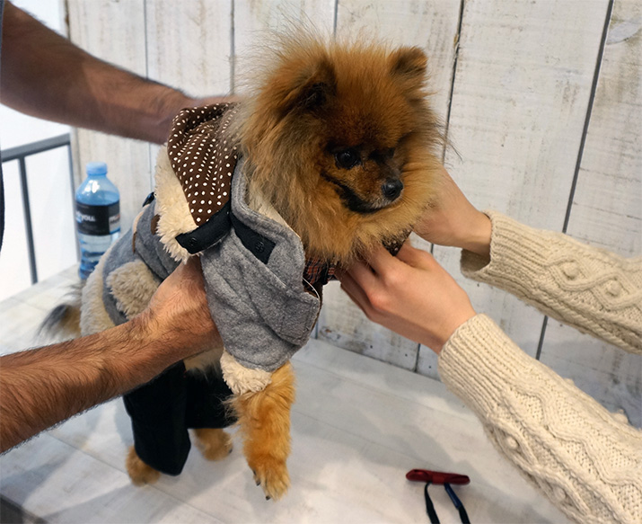 Hachi – Trendy garments for canines