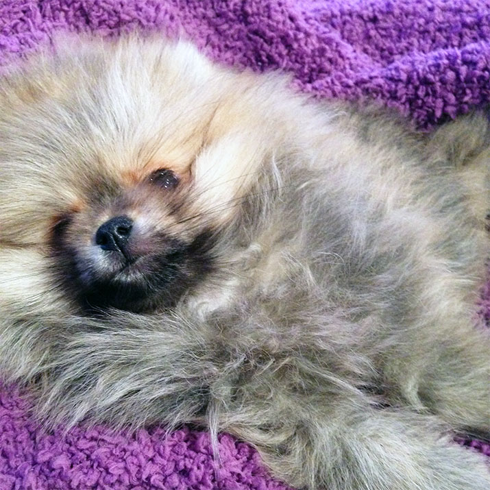 Winston the Pomeranian